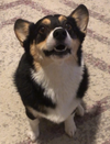 Can Dogs Eat Marshmallows?